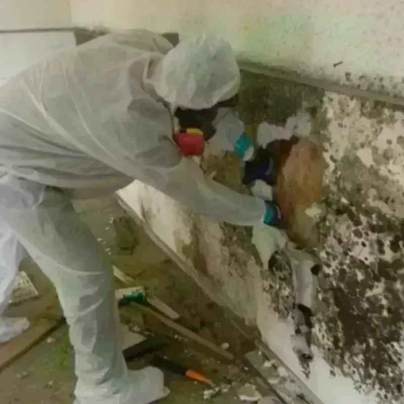 Mold Remediation and Removal in Hardin County, OH